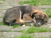 DSCF4080_klein