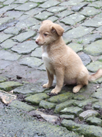 DSCF5383_301