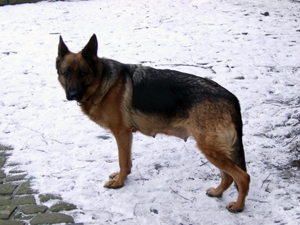 DSCF7439_300