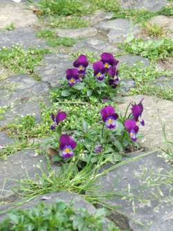 DSCF7842_250