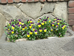 DSCF7844_250
