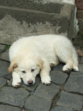 DSCF7970_170